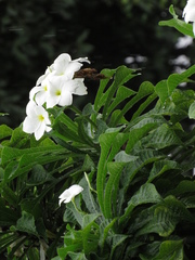 Plumeria pudica