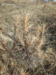 Astragalus arnacantha