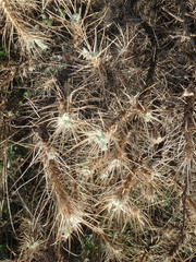 Astragalus arnacantha