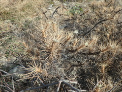 Astragalus arnacantha