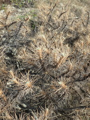 Astragalus arnacantha