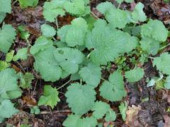 Scrophularia vernalis