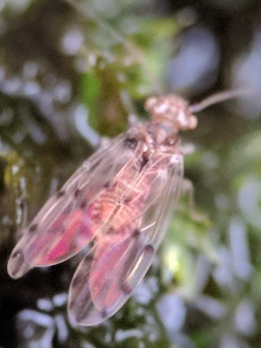 Peters' barklouse, Noordwijk, Zuid-Holland, Netherlands, photo 4 of 10
