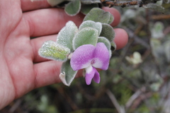 Podalyria hirsuta