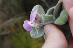 Podalyria hirsuta