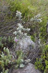 Podalyria hirsuta
