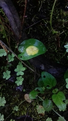 Phyllosiphon arisari