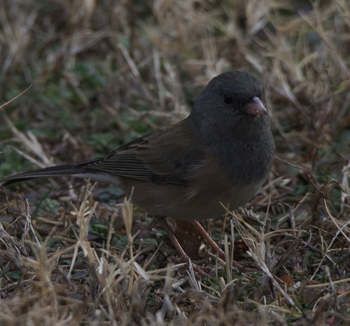 Pink-sided Junco photographed in Oklahoma