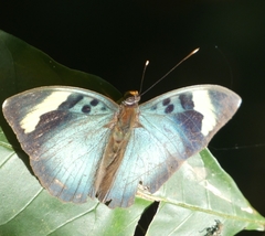 Euphaedra medon medon