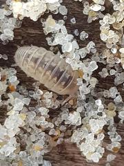 Armadillidium album