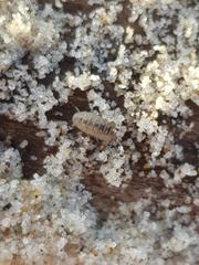 Armadillidium album