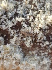 Armadillidium album
