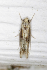 Blastodacna atra