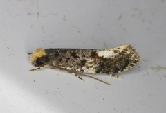 Monopis marginistrigella