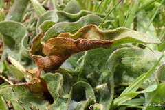 Puccinia balsamorhizae