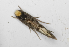 Monopis marginistrigella