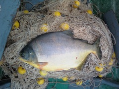 Piaractus mesopotamicus