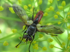 Cylindromyia brassicaria