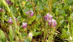Trifolium grayi