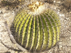 Echinocactus platyacanthus