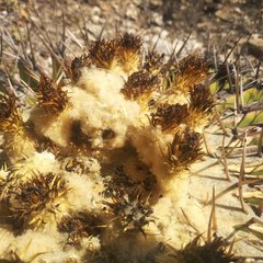 Echinocactus platyacanthus