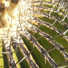 Echinocactus platyacanthus