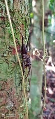 Listroscelidinae