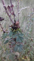 Dasineura crataegi