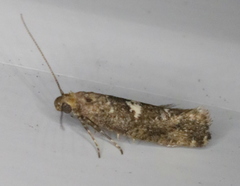 Acrolepiopsis assectella