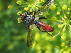 Cylindromyia brassicaria
