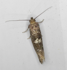 Acrolepiopsis assectella