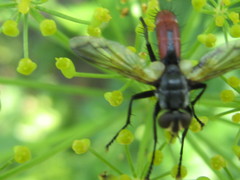 Cylindromyia brassicaria
