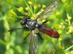 Cylindromyia brassicaria