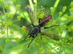 Cylindromyia brassicaria