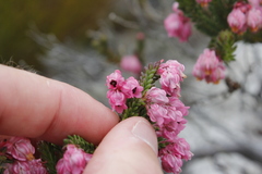 Erica tegulifolia