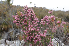 Erica tegulifolia