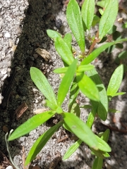 Pectis prostrata