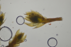 Ptychostomum moravicum