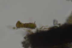 Ptychostomum moravicum