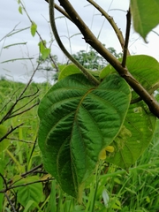 Prestonia