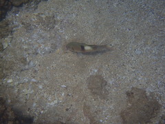 Parupeneus pleurostigma