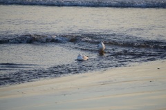 Chroicocephalus ridibundus