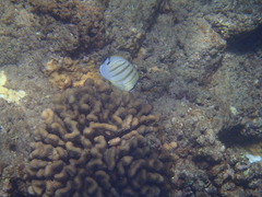 Chaetodon multicinctus