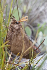Striphnopteryginae