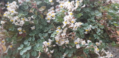 Sarcocapnos enneaphylla