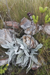 Hermas gigantea