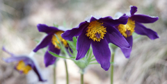 Pulsatilla montana