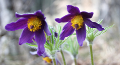 Pulsatilla montana