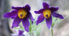 Pulsatilla montana