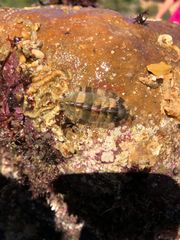 Lepidochitona cinerea